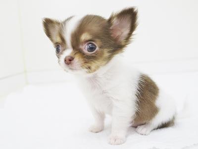animal_image