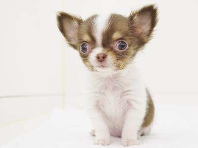 animal_image