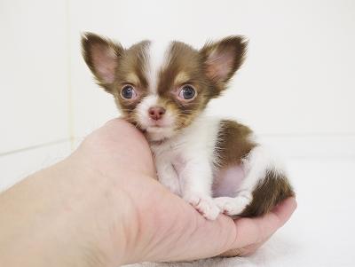 animal_image
