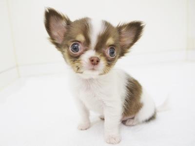 animal_image