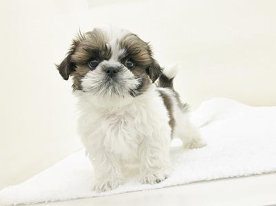 animal_image