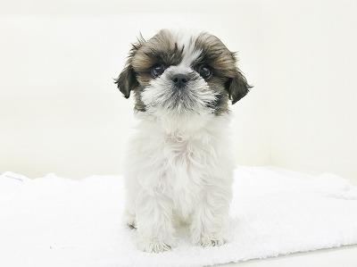 animal_image