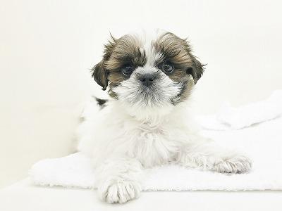 animal_image