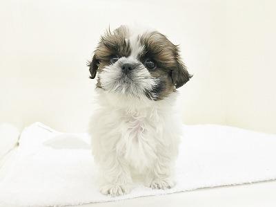 animal_image