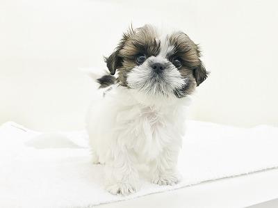 animal_image
