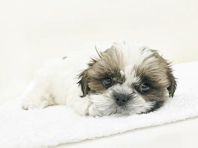 animal_image