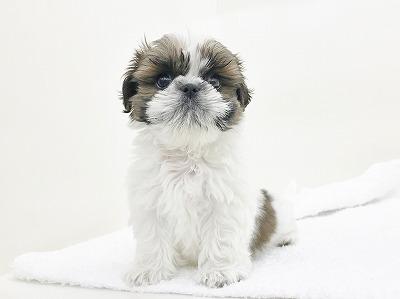 animal_image