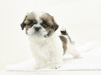 animal_image