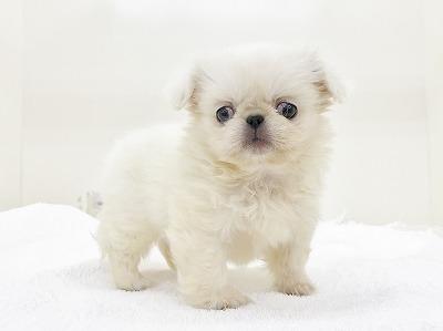 animal_image