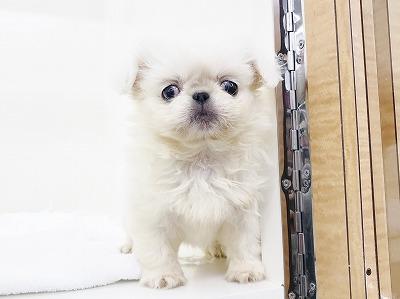 animal_image