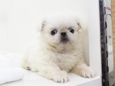 animal_image