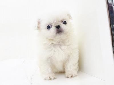 animal_image