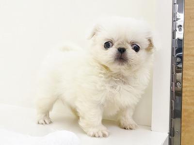 animal_image