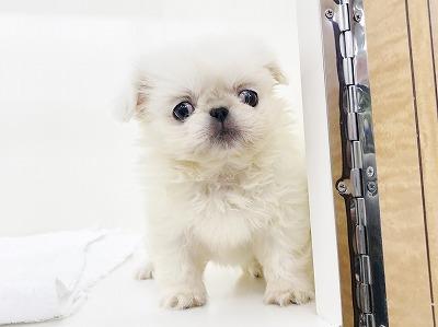animal_image