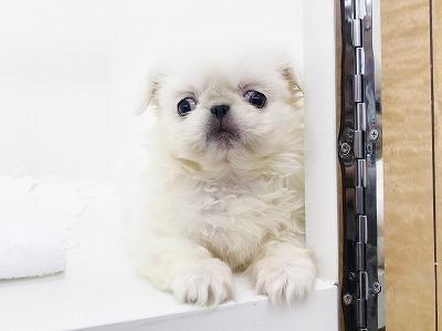 animal_image