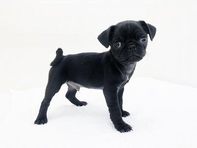 animal_image