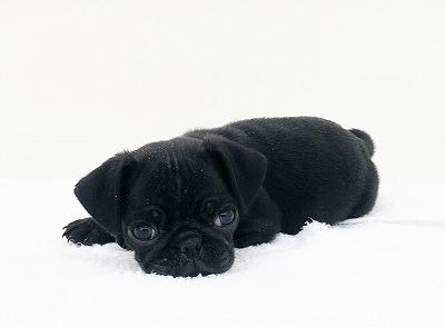 animal_image
