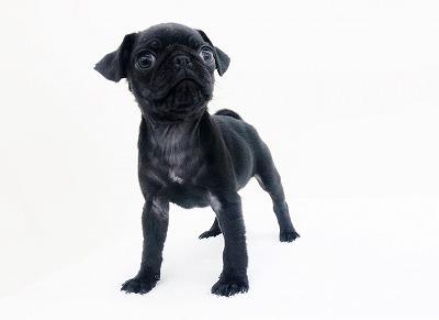 animal_image