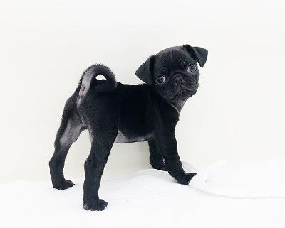 animal_image