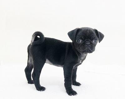 animal_image