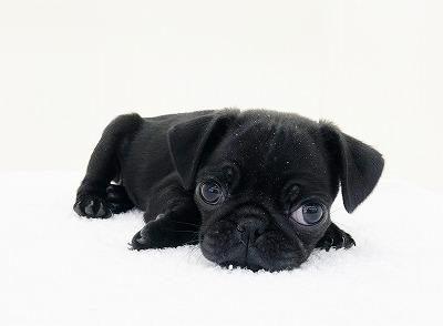 animal_image
