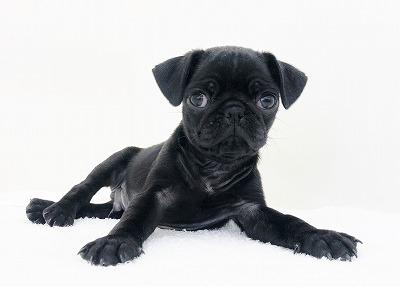 animal_image