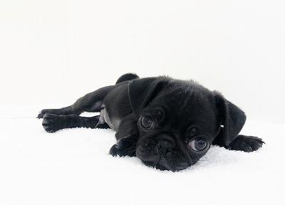 animal_image