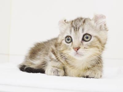 animal_image