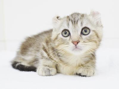 animal_image