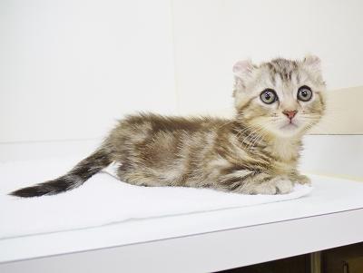 animal_image