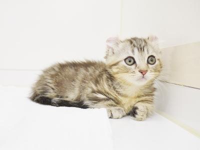 animal_image