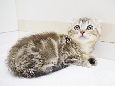 animal_image