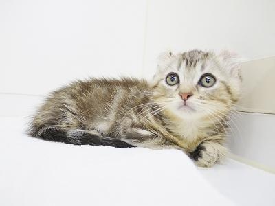 animal_image