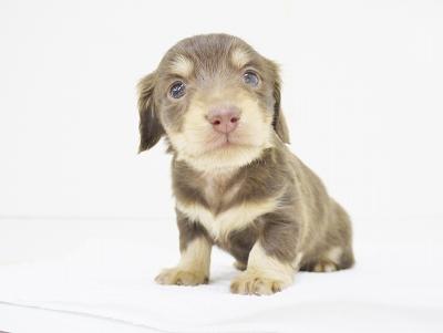 animal_image