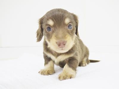 animal_image