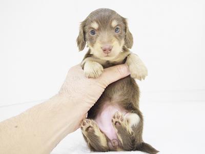 animal_image