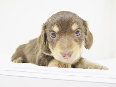 animal_image
