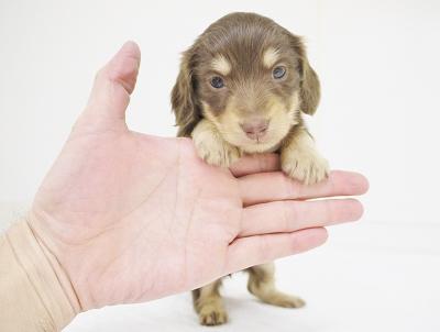animal_image