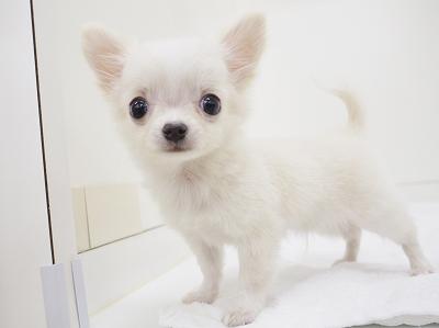 animal_image