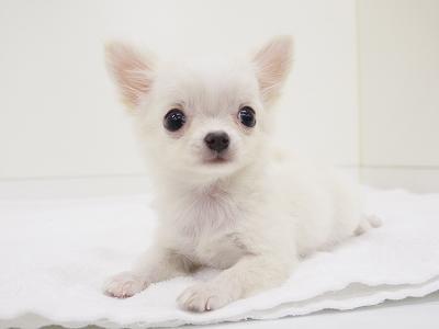 animal_image