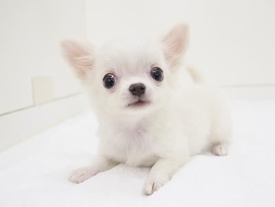 animal_image