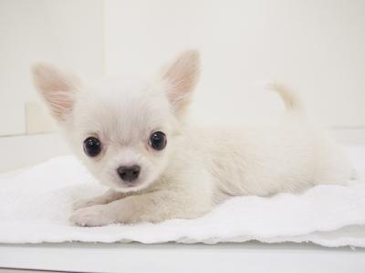 animal_image