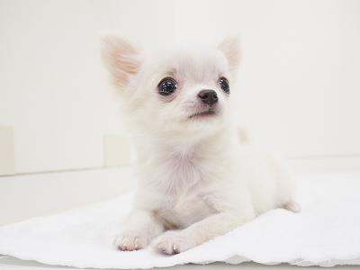 animal_image