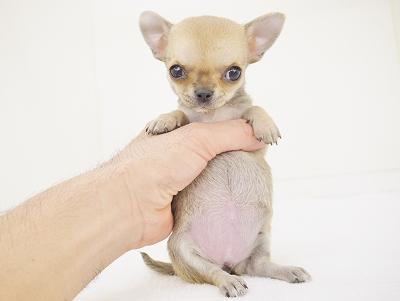 animal_image