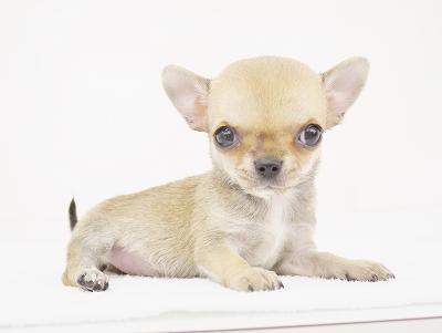 animal_image