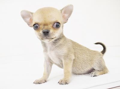 animal_image