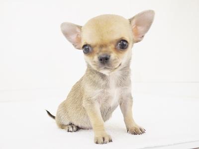 animal_image