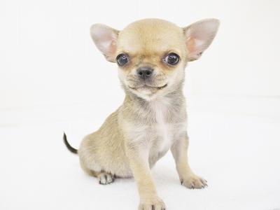 animal_image