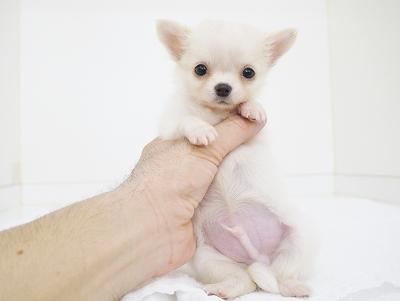 animal_image