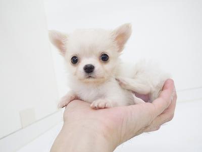 animal_image